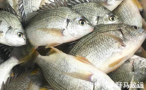 买鱼时,优先选择这6种鱼,肉多刺少营养也高,贵也要多给孩子吃