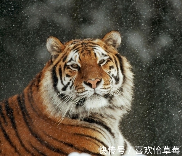 邓林@迎虎年 读虎诗 十首有关虎的诗词,祝你在新年如虎添翼、虎虎生威