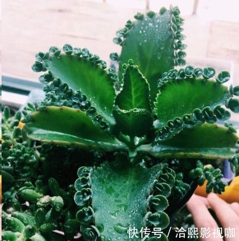 几种花最适合懒人养,勤快人养不过三个月就死!