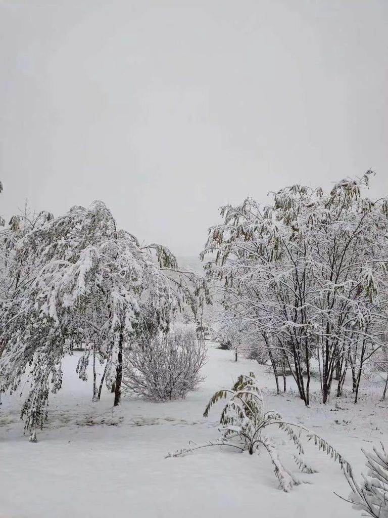  银装|“大雪”到，听《雪落六盘山》，赏银装美景