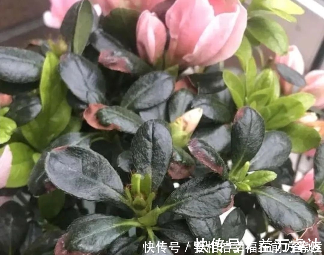 叶面|硫酸亚铁养花,不要乱用,做好2个细节,长得旺盛叶子浓绿