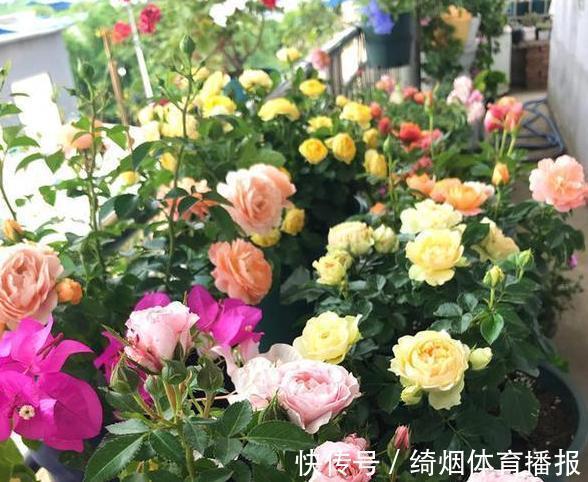 十月过半,养花照顾到这4方面,株苗休眠期照样轻松过秋冬