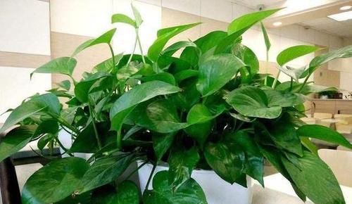  烂根的现象|冬天养4种花黄叶、烂根，马上做3步，新叶蹭蹭冒