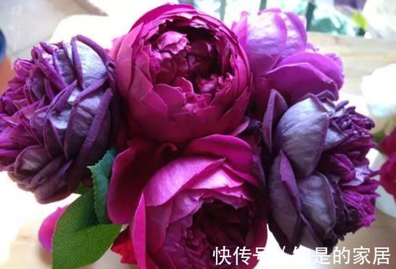 伊芙|一朵花开满院飘香，这款月季真的太香了