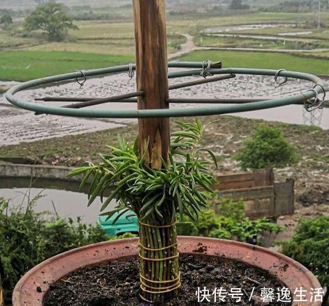 枝条|太阳花这么养,一个月变成花树,五彩缤纷,太漂亮
