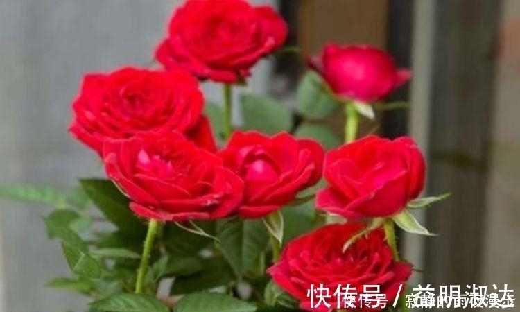 虎皮兰|开花最香的3种花,家里养一盆,花开不断,还能旺财!