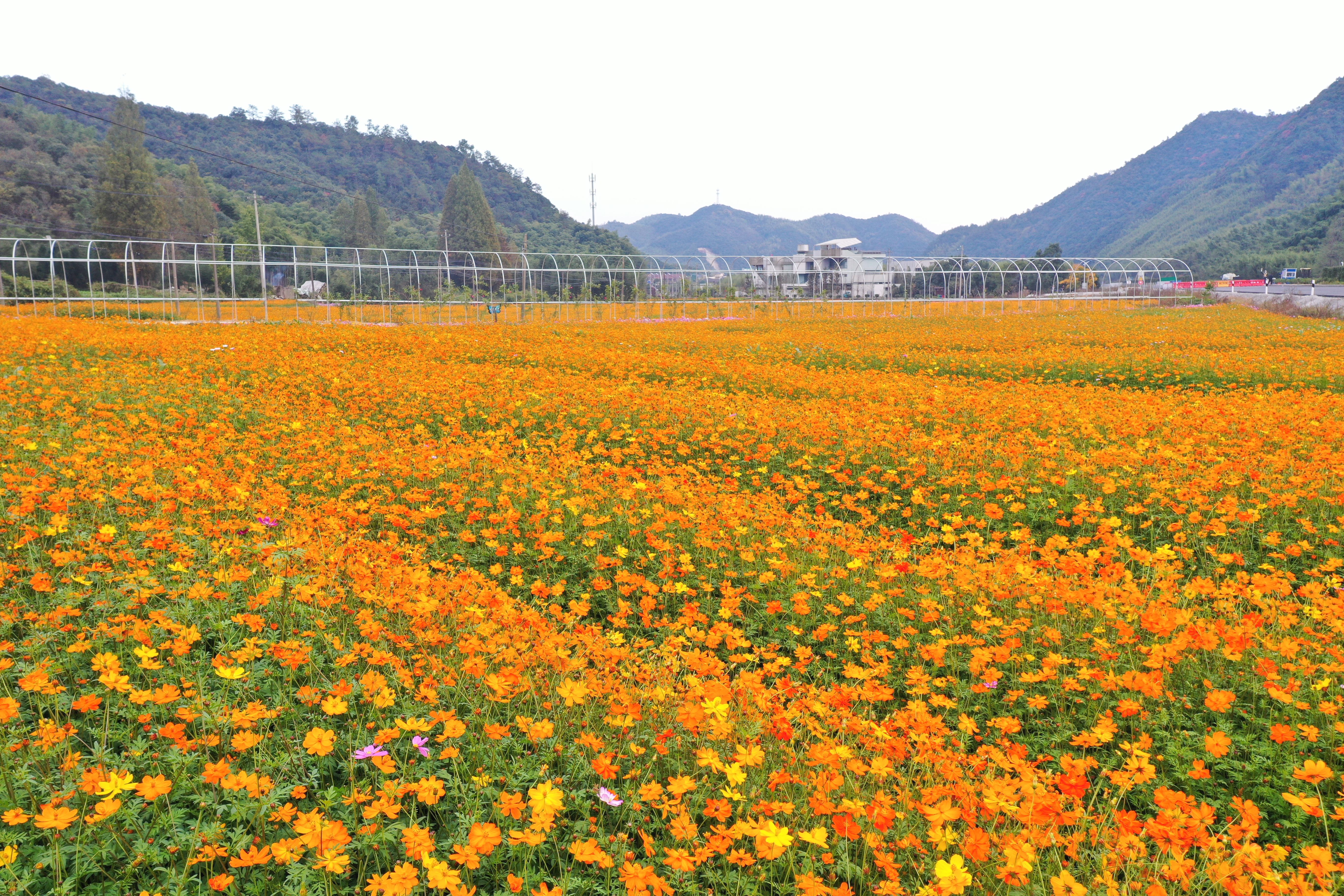 硫华|绿水青山间 德清成片硫华菊花海等你来打卡