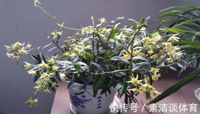 金银花|注重养生之人都养4种花，养花等于“养身体”，好养又好看