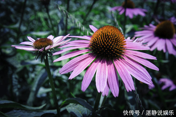 修剪|夏天养什么菊花不能少,颜色种类多,还可以治疗呼吸疾病的菊花