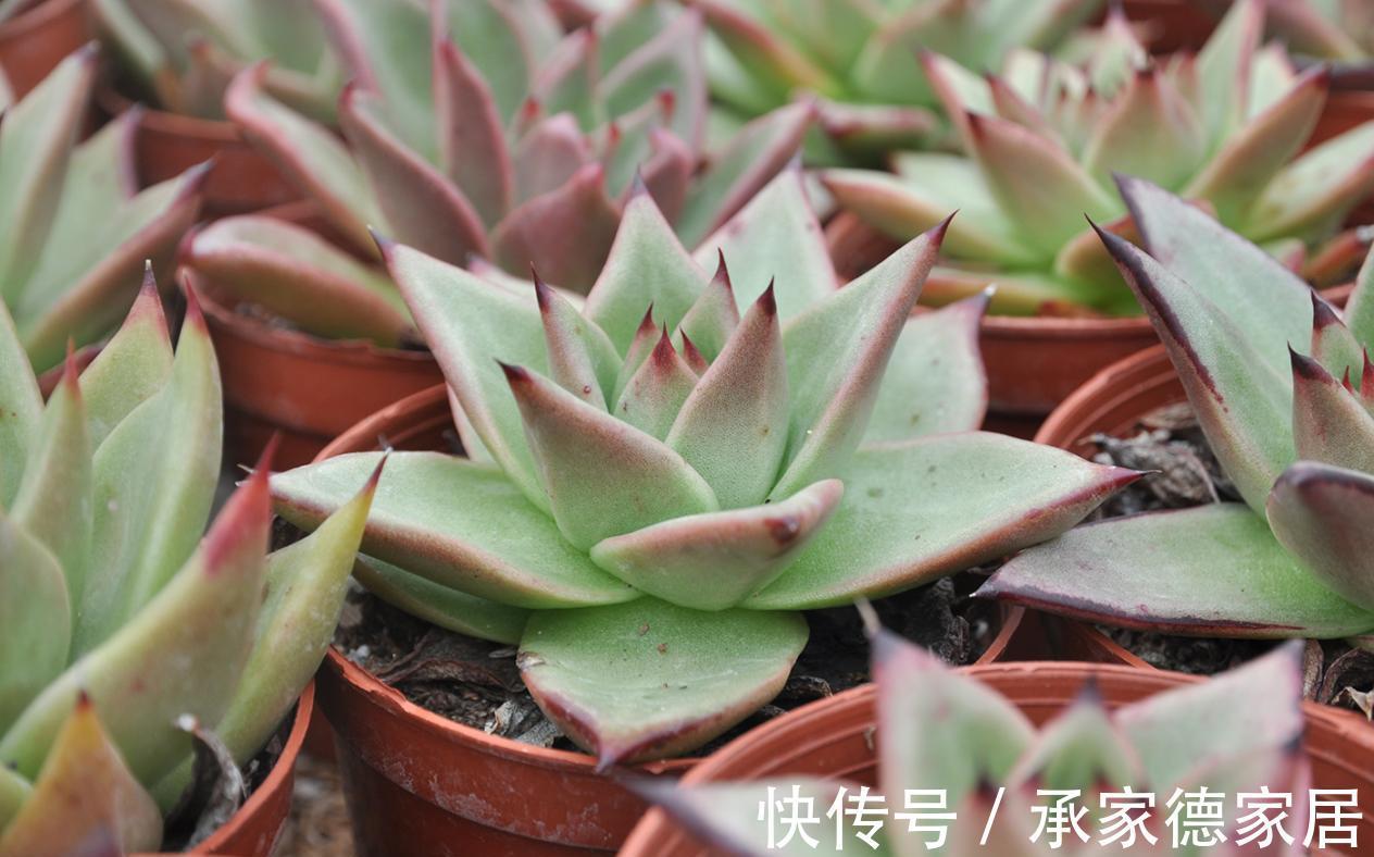 施肥|养多肉植物乌木，掌握住3点，盆栽长势越来越猛，叶肥色艳