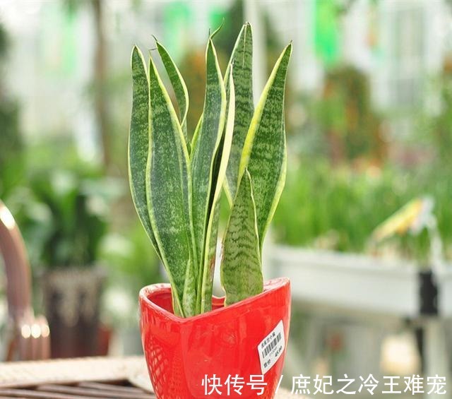 可能没人知道在客厅里养这几种盆栽,对家人身体越来越好