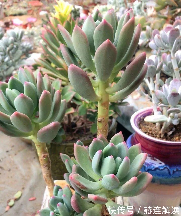 艾伦|姐姐养了9年的多肉,没有买肥就用它,个个长成精!