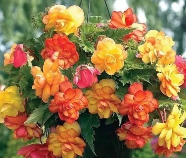 世界上“最美”的5种垂吊花，婀娜多姿，看一眼就心醉，太漂亮了