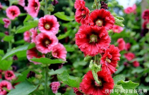 昙花|天热阳台该种植什么花15种''抗晒''植物,盆栽赏花不犯愁