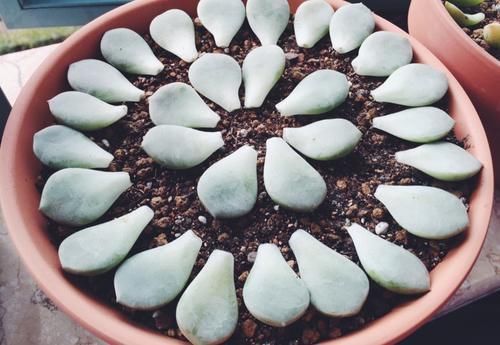 浇水|“养多肉需多晒太阳、少浇水?”大错特错,这3阶段正好一反