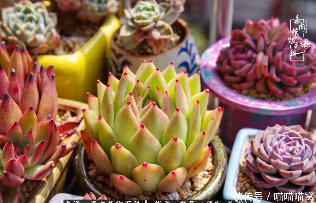 最温暖不过人间烟火,来自逆挂区的多肉!