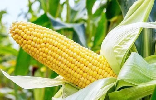 瘦身|女性40岁后，多吃4种“抽脂”食物，刮油瘦身，一天比一天瘦