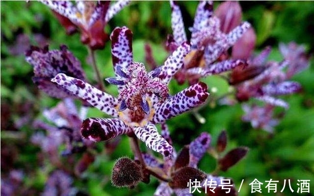 贝母|美丽而奇特,这些花的造型是你极少见到的,有你认识吗?(上)