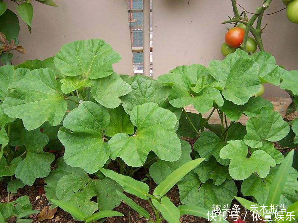  700年前是“蔬菜之王”，如今却沦为了野菜，少有人知它是高钙菜