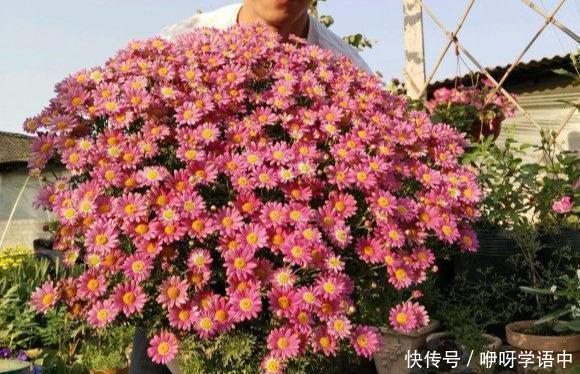 阳台上|3种“掐头花”，娇生惯养不成器，天天修理它，月月爆花球