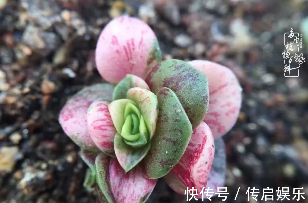 科普“山地玫瑰锦”万中无一，仙气缭绕！附养护知识！