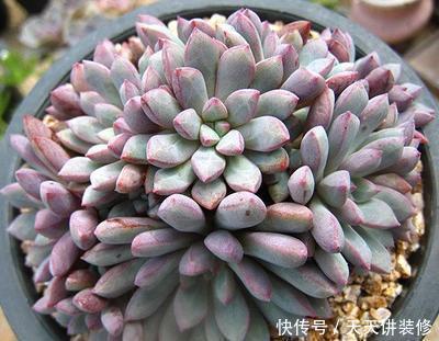 叶插|5月扦插多肉正当时,教你几个小技巧,生根快小苗即多头