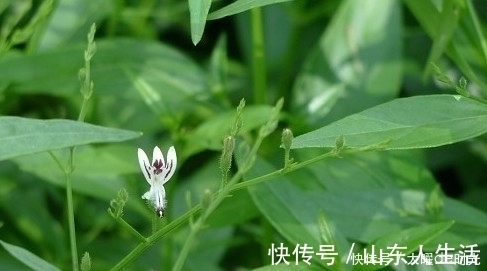 中药材|长得矮小,作用却不小,既是花卉,也是药,清热解毒效果好!