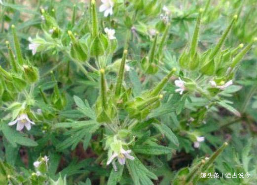 野生植物|水井邊野草，長相似艾草，人們叫它“老鴉嘴”，老農的最愛