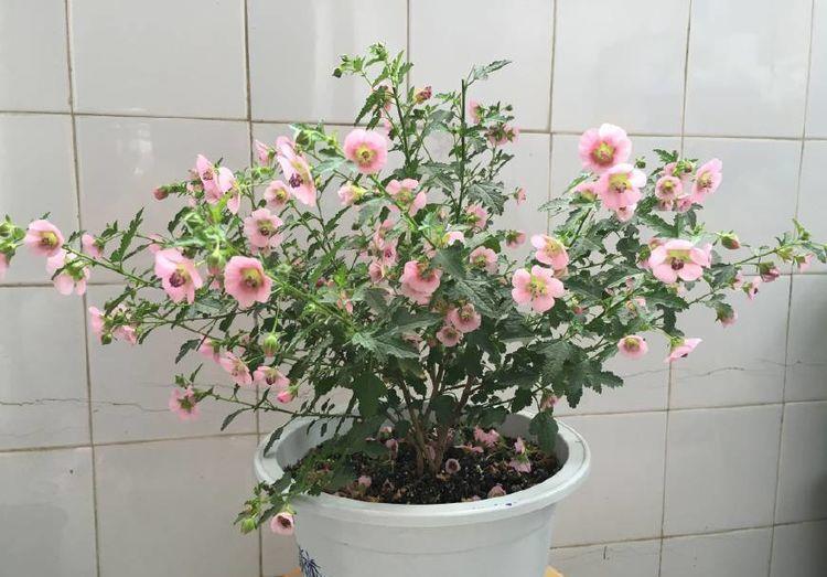 几款花卉,花艳易爆盆,养在家里繁花似锦,清新脱俗美极了