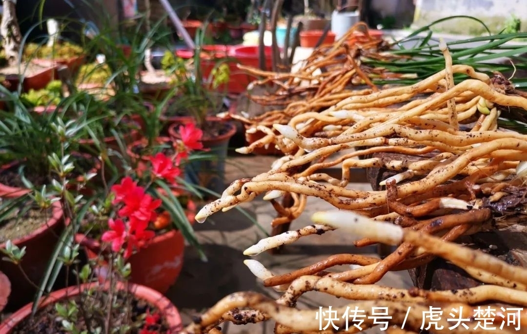 兰株|兰花什么时候分苗最佳?兰友:一年四季都可以,最佳时机只有两季