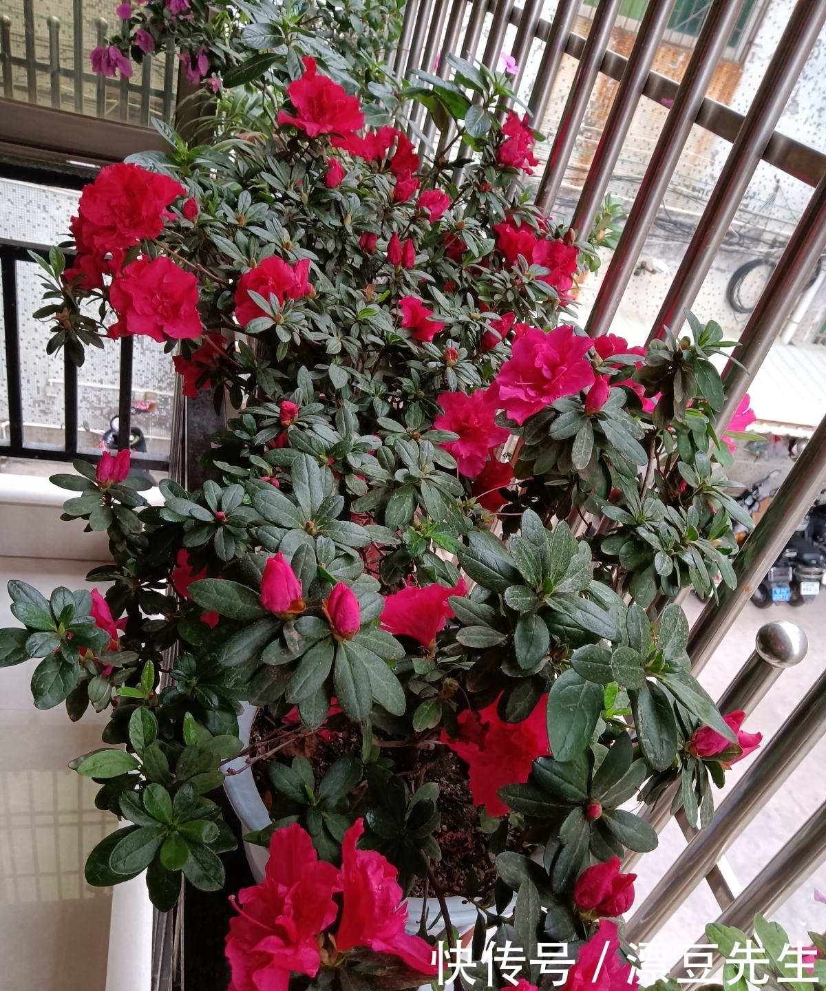 倒春寒来袭,养花5件事不能做,不然花熬不过去全死了