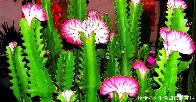 养龙骨花，要谨记一个“懒”字，越懒长得越壮，勤快容易出问题！