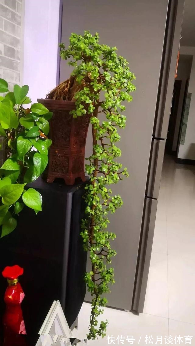 金枝玉叶|公认好养的5种花,能活一百年,开花吉利带仙气,越养越值钱