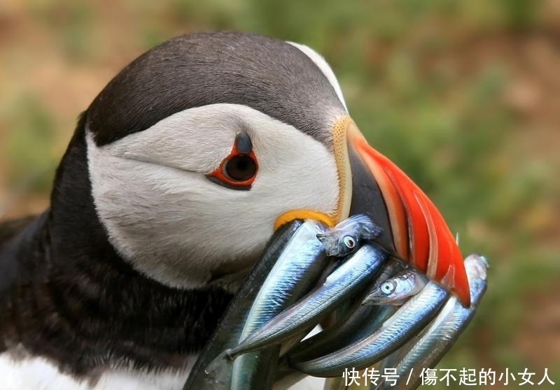 色盲症|趣味冷知识分享，奇怪好玩的知识又增加啦！