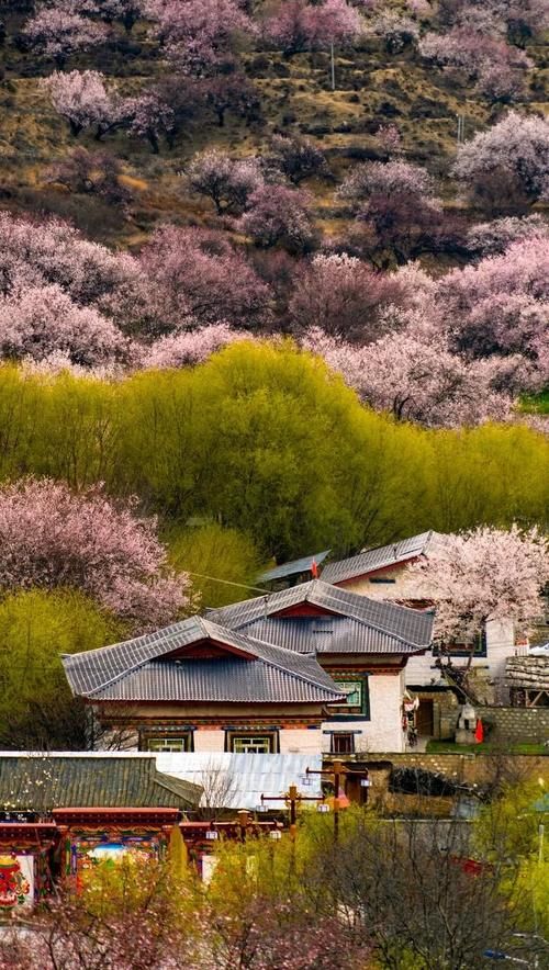 急速蹿红的赏花圣地，3月开始美到极致