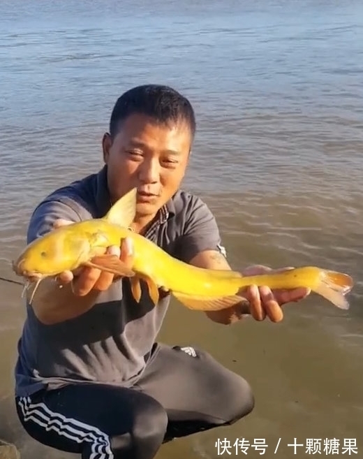 鸭绿江|男子鸭绿江钓到小黄龙，转手放回中