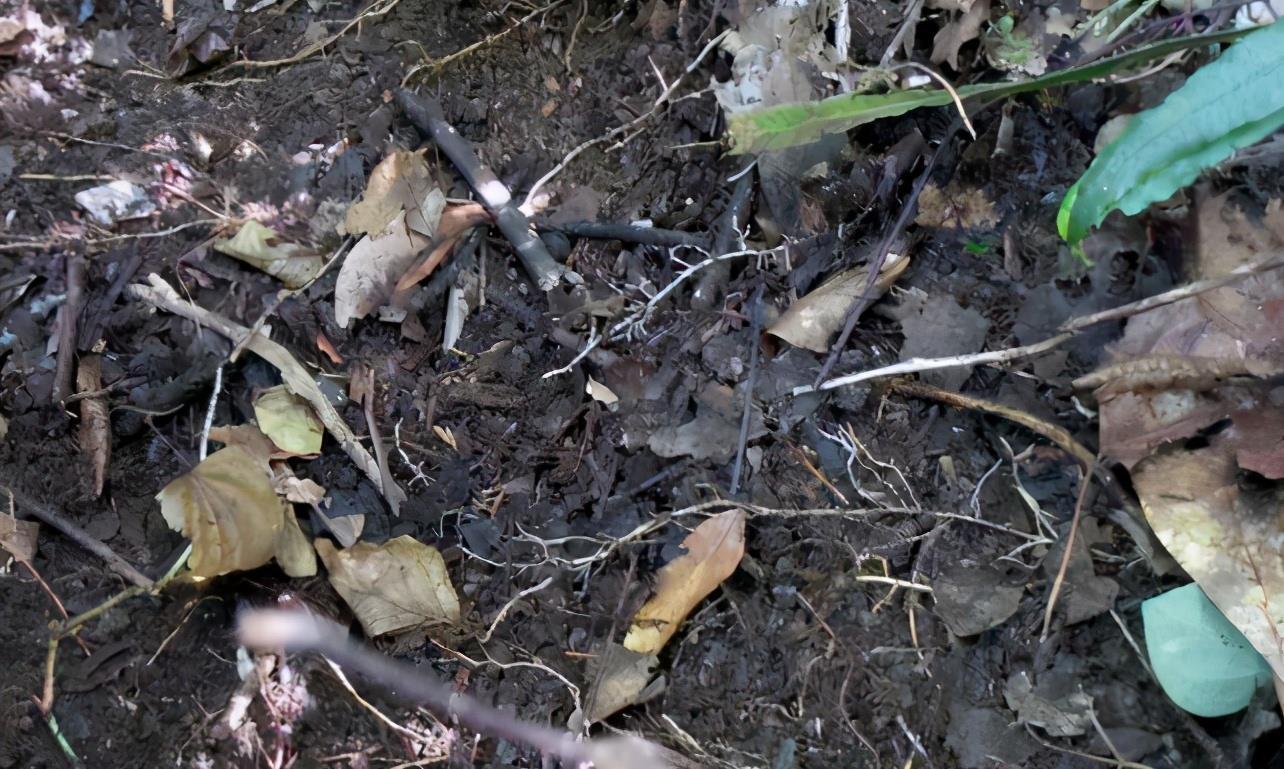 隐患|自制腐叶土养花：用什么土合适，怎么解决虫害隐患？