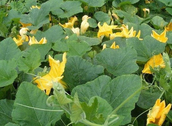 兰花花|这瓜花朵比果实珍贵,可治疗三高,但大多被农民丢弃了