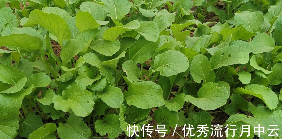 蒸菜|农村的这些野菜，你挖过么！