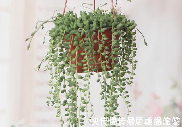家里这些花卉吊起来养,既增加了观赏价值,又节省了养殖空间
