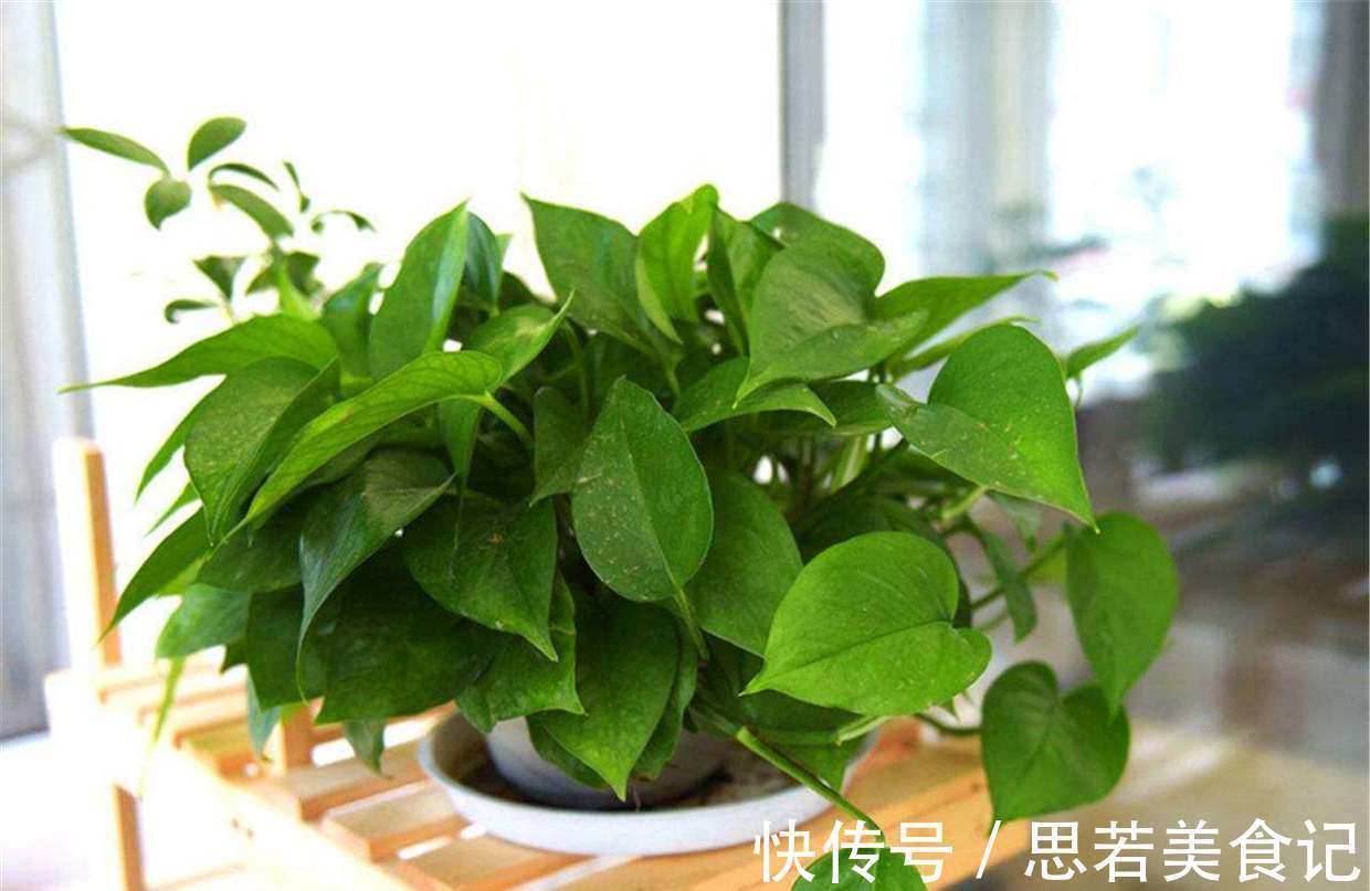 6种“洋气花”,厕所里养的旺,臭味吸光,卫生间变小花园