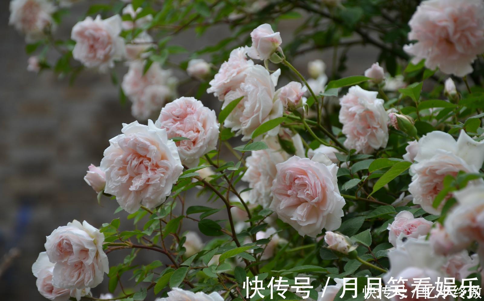 3种花超让人喜欢,植株低矮,花色绚丽,四季开花不停,养护很容易