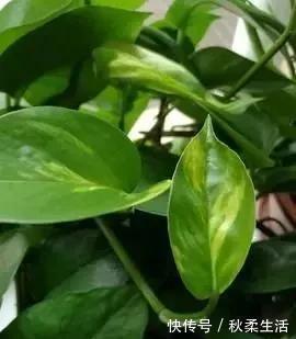 养护|养绿萝,这2种“水”换着浇,叶片油亮巴掌大,根茎能比筷子粗