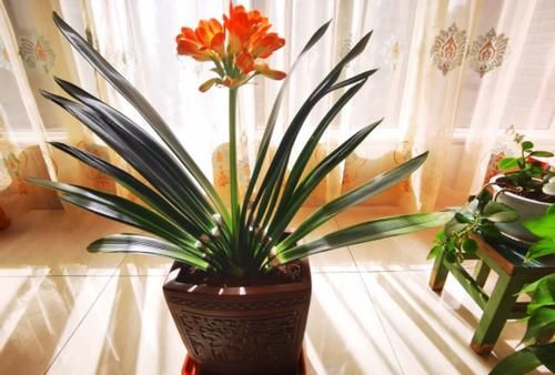 盆栽君子兰，这3方面全做对了，才能“攻克”不开花的难题