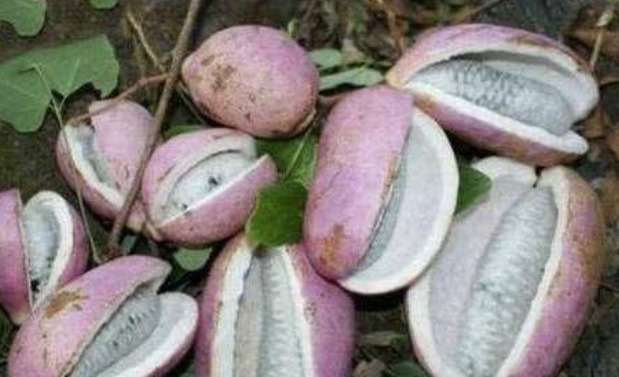 龙眼|女人步入中年,可常吃以下食物,祛皱淡斑,嫩肤养颜,延缓衰老