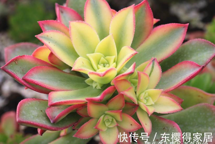 艳日辉|跟艳日辉撞脸的多肉红缘莲花掌，你知道怎么区分和怎么养吗？