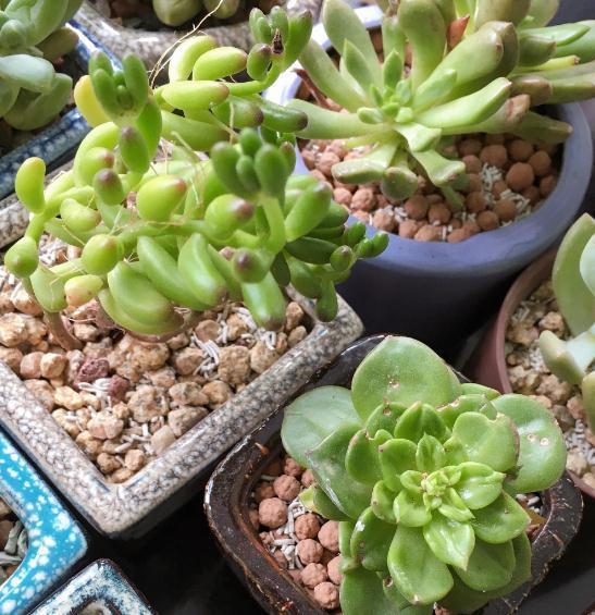 多肉发根有三招，土培水培和空气发根，土壤才是多肉生长的基源