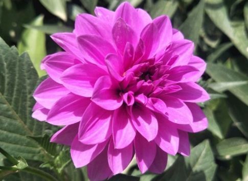 大丽花|最美的几款花,好看好养颜值高,娇艳妖烧,花型圆滚奇特惹人爱