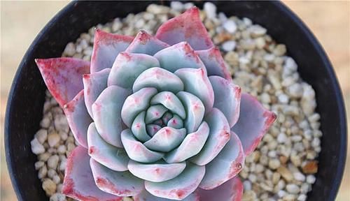  看上去很|盘点10款粉色系多肉，各有各的美，粉萌可爱，你最喜欢哪种？