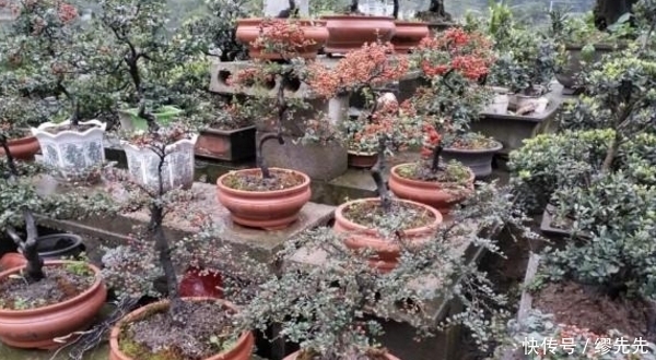 植物|农村遍地都是的植物,随便砍一棵都能做成盆景,别说你还不知道!